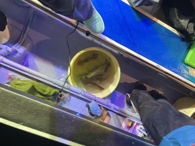 マルイカ(ケンサキイカ)・スルメイカ