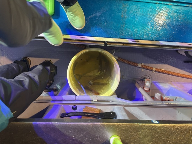 マルイカ(ケンサキイカ)・スルメイカ