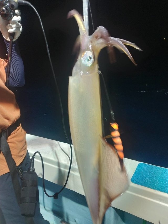 イカ(ヤリイカ)