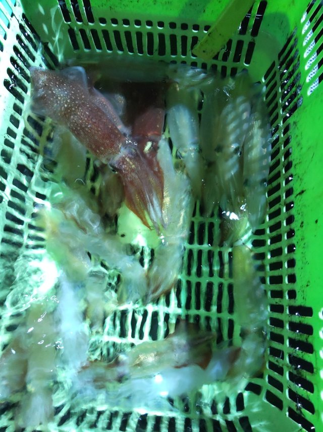 シロイカ(ケンサキイカ)