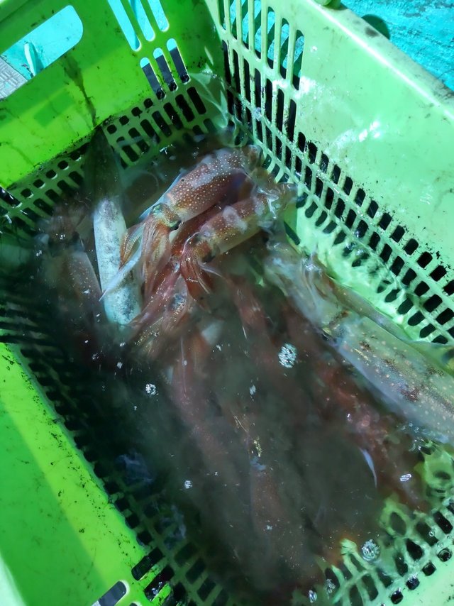 シロイカ(ケンサキイカ)