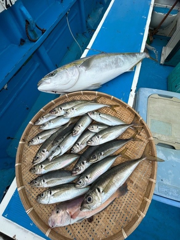 マアジ・ワラサ(ブリ)・シロアマダイ