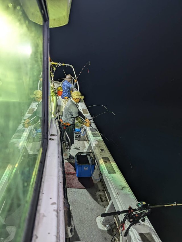 イカ(ヤリイカ)