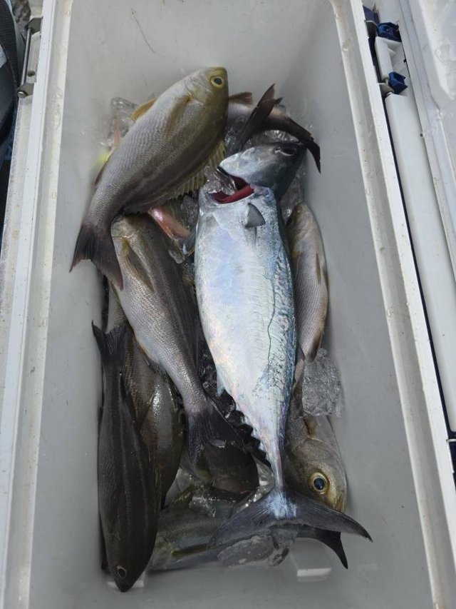 オオモンハタ・イサキ・ヒラソウダ