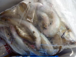 キス(シロギス)