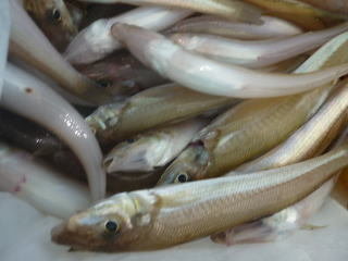 キス(シロギス)