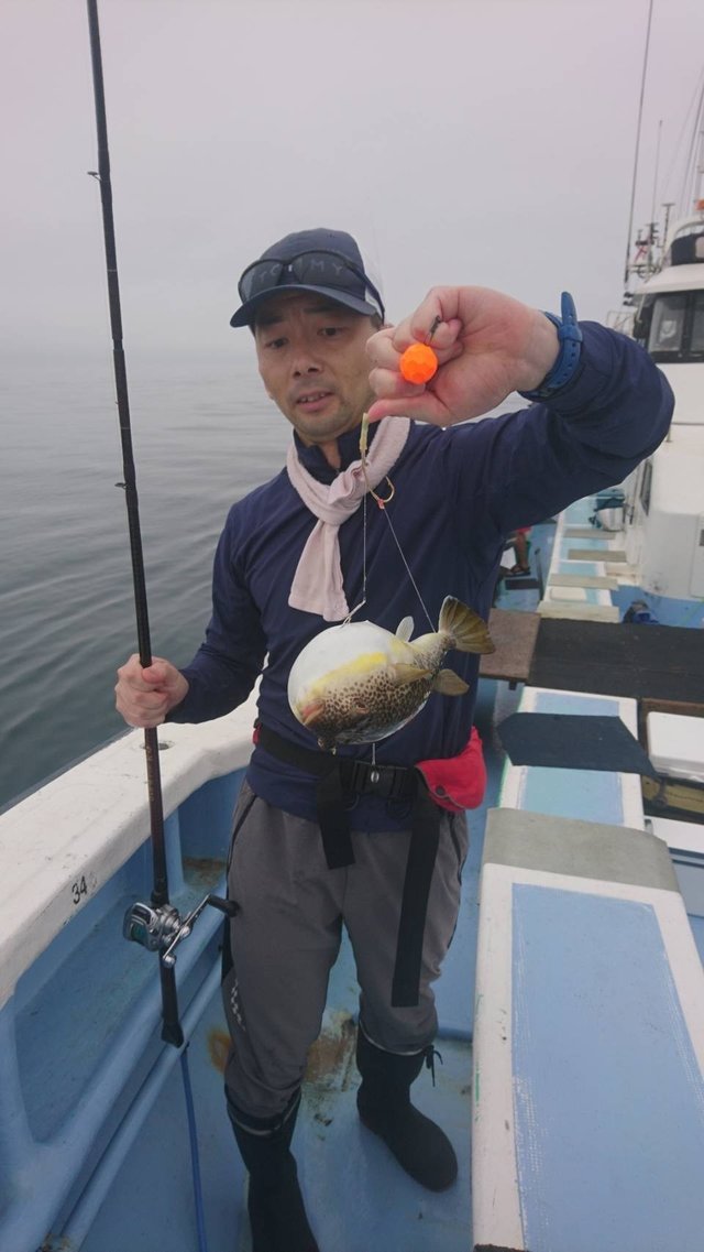 ショウサイフグ