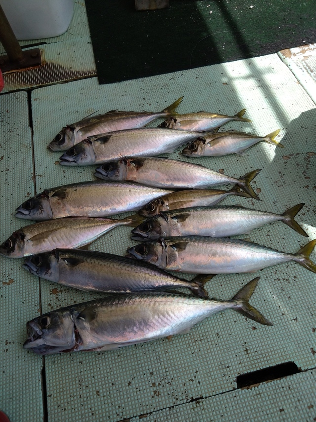 アジ(マアジ)・サバ(マサバ)