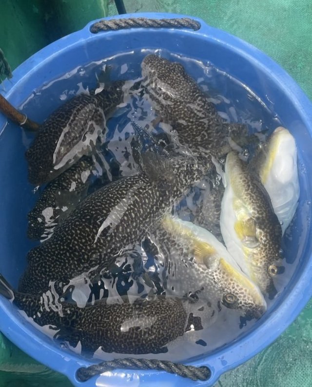 ショウサイフグ