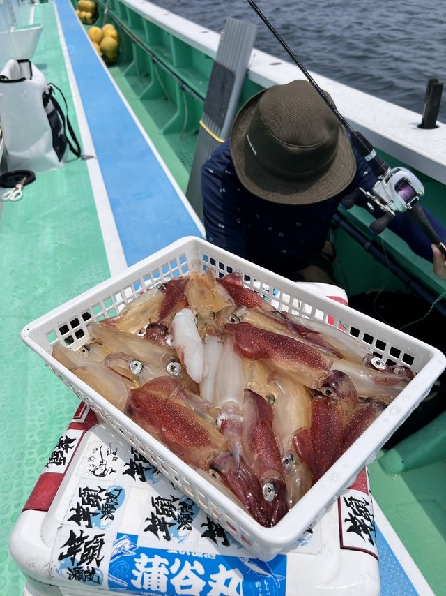 マルイカ(ケンサキイカ)