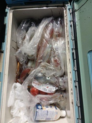 イカ(ケンサキイカ)