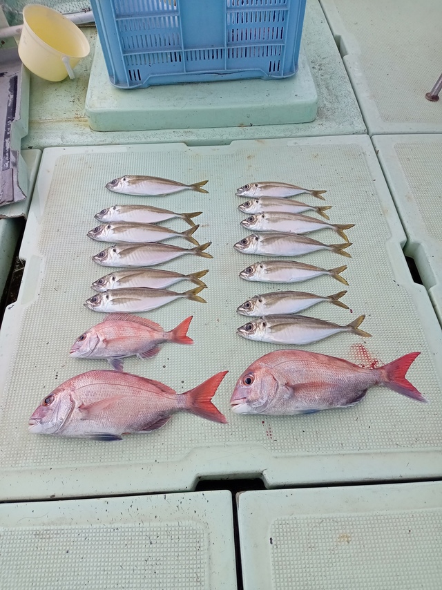 マダイ・マアジ