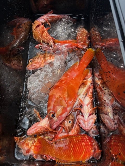 アカハタ・カサゴ