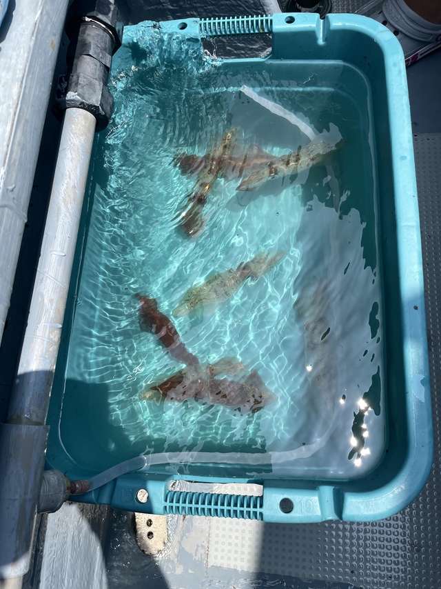 マルイカ(ケンサキイカ)