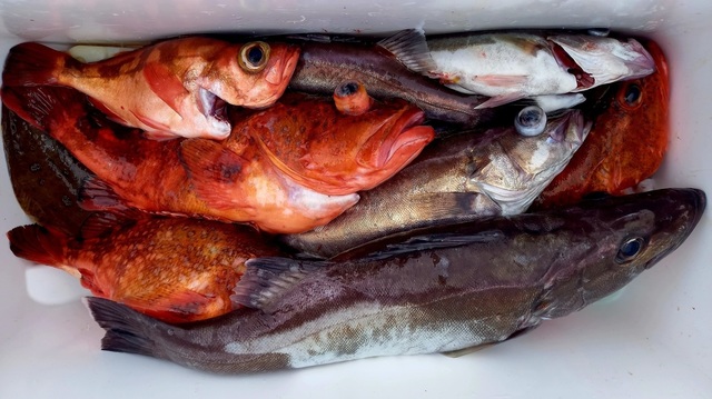 アラ・カンコ(ウッカリカサゴ)