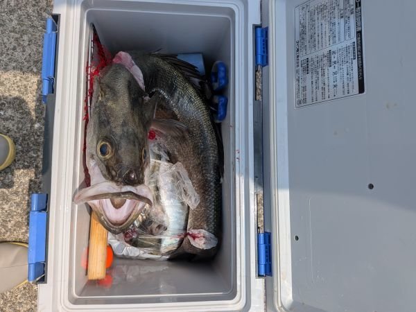 スズキ・アジ(マアジ)・サバ(マサバ)