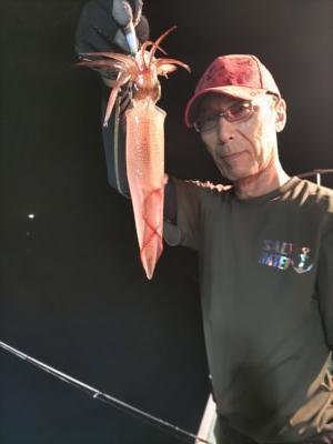 マイカ(ケンサキイカ)