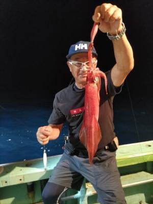 マイカ(ケンサキイカ)