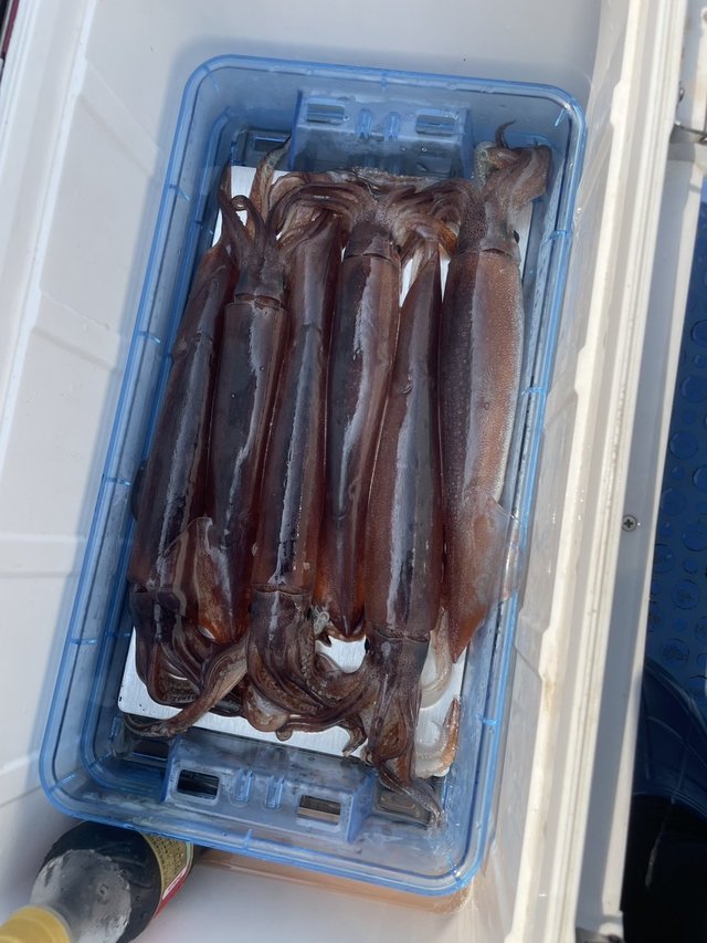 スルメ(スルメイカ)