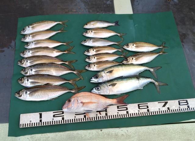 マダイ・マアジ・イサギ(イサキ)・マサバ