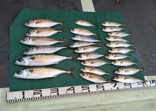 マアジ・マサバ