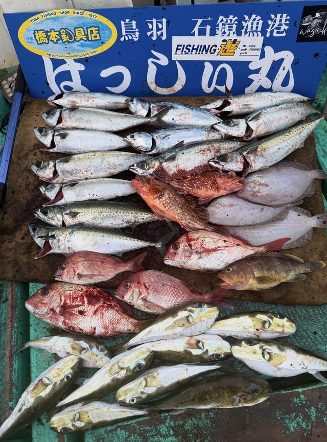 タイ(マダイ)・アオハタ・ガンゾウヒラメ(ガンゾウビラメ)・サバフグ(シロサバフグ)・サバ(ゴマサバ)