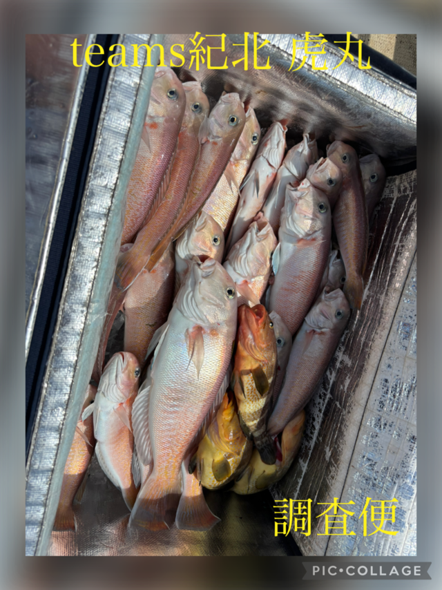 アオハタ・シロアマダイ