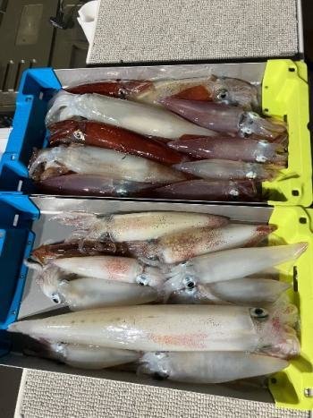 マイカ(ケンサキイカ)