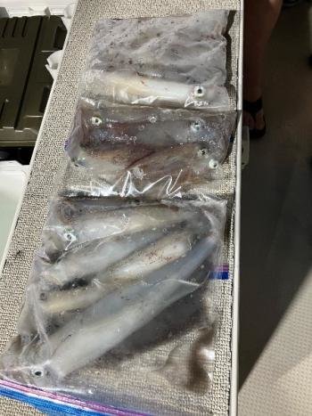 マイカ(ケンサキイカ)