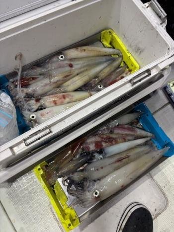 マイカ(ケンサキイカ)