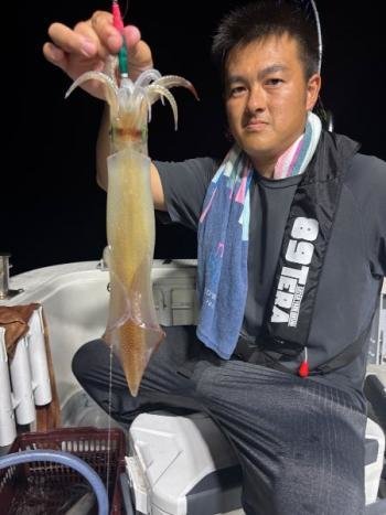 マイカ(ケンサキイカ)