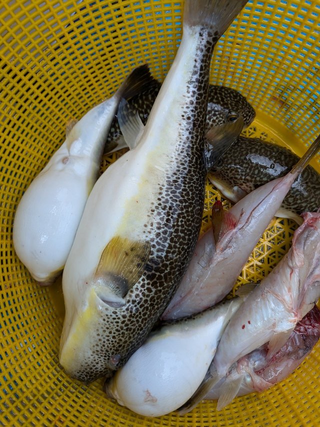 フグ(ショウサイフグ)