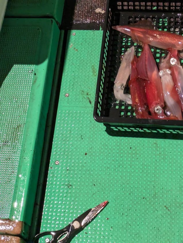 イカ(ケンサキイカ)