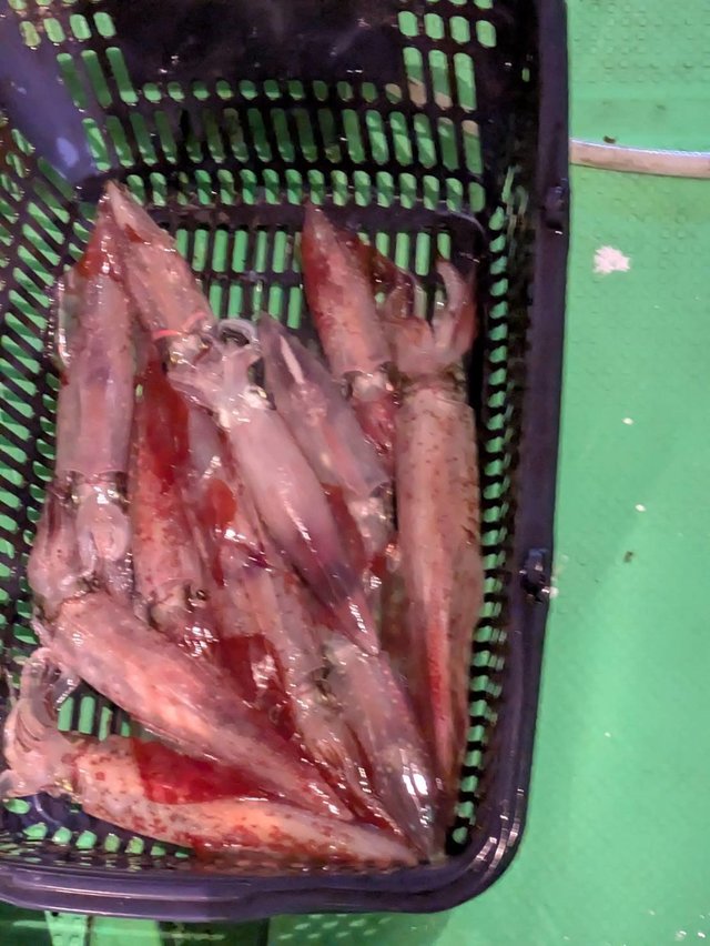 イカ(ケンサキイカ)