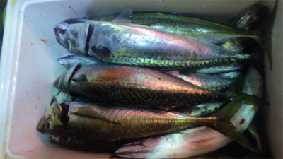 アジ(マアジ)・サバ(ゴマサバ)