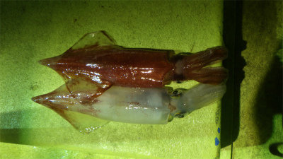 アカイカ(ケンサキイカ)