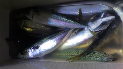 サバ(ゴマサバ)