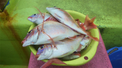 レンコダイ(キダイ)・ハナダイ(チダイ)