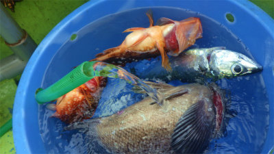 キジハタ・クロソイ・サバ(ゴマサバ)