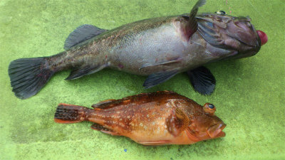 クロソイ・ウッカリカサゴ