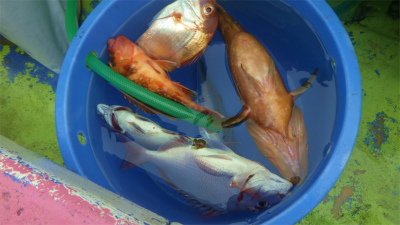 レンコダイ(キダイ)・キジハタ