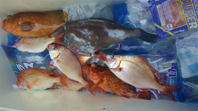 レンコダイ(キダイ)・キジハタ・ウッカリカサゴ