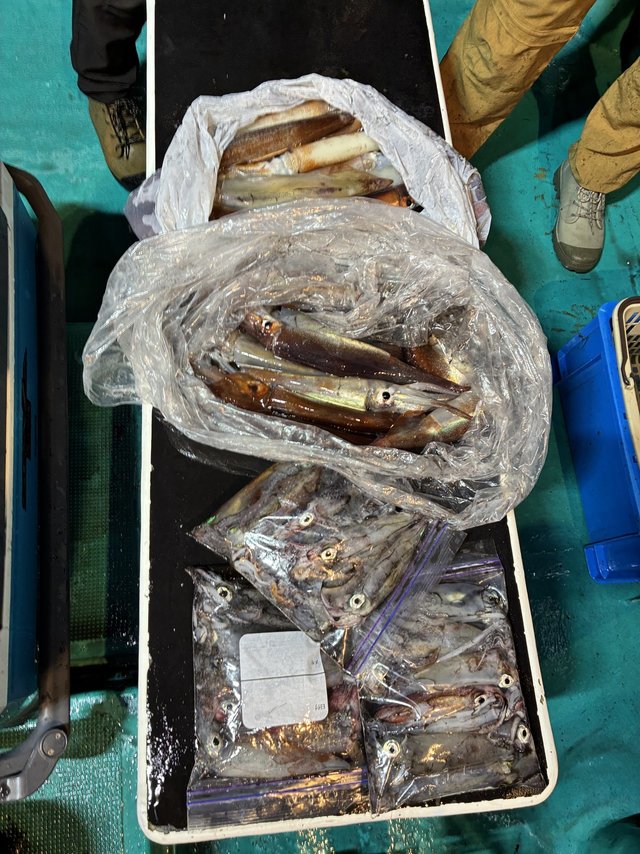 アカイカ(ケンサキイカ)