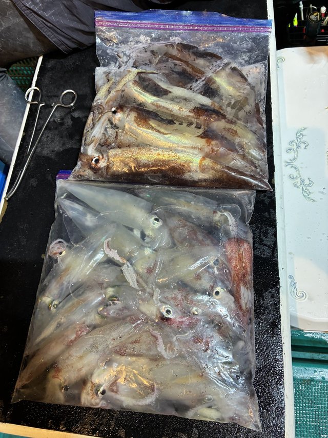 アカイカ(ケンサキイカ)