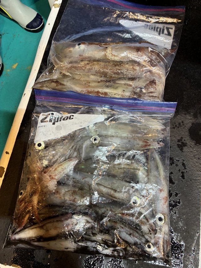 アカイカ(ケンサキイカ)