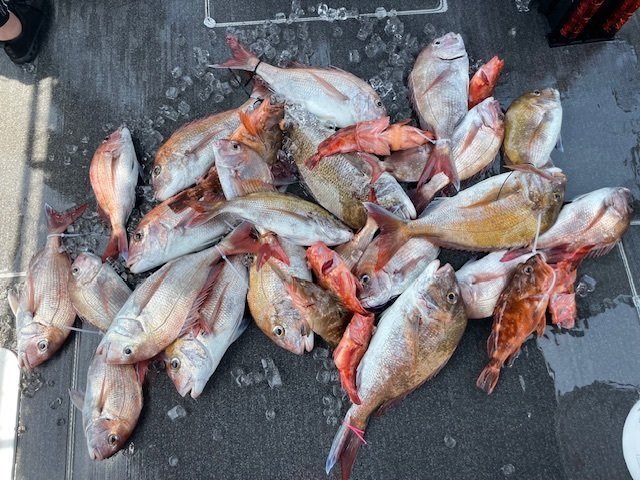 マダイ・ウッカリカサゴ