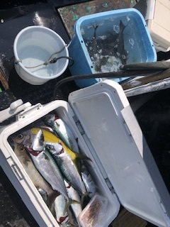 ウメイロ・イサギ(イサキ)