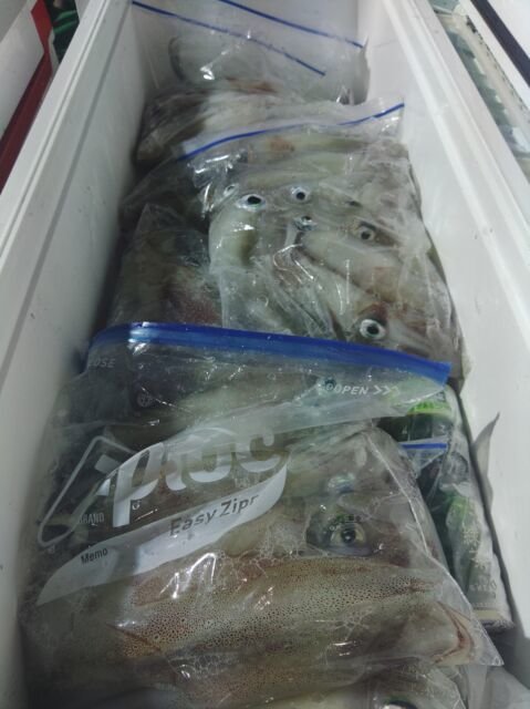 イカ(ヤリイカ)