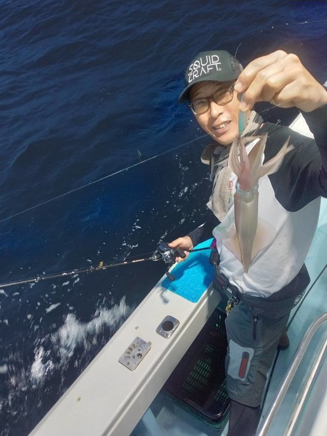 イカ(ヤリイカ)