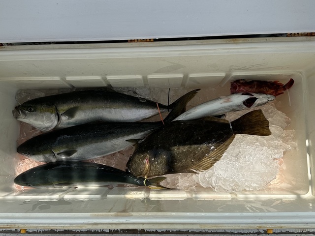 イナダ(ブリ)・サバ(マサバ)・カサゴ・ヒラメ